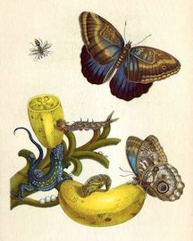 Merian_Metamorphosis